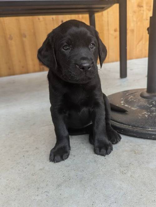 1 Black Male and 1 Black Female KC Registered Labrador available for sale in Hampton, Richmond upon Thames, Greater London - Image 12