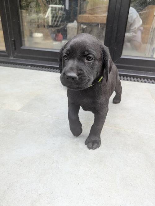 1 Black Male and 1 Black Female KC Registered Labrador available for sale in Hampton, Richmond upon Thames, Greater London - Image 13