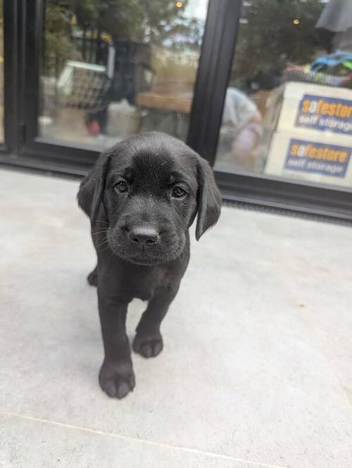 1 Black Male and 1 Black Female KC Registered Labrador available for sale in Hampton, Richmond upon Thames, Greater London - Image 14