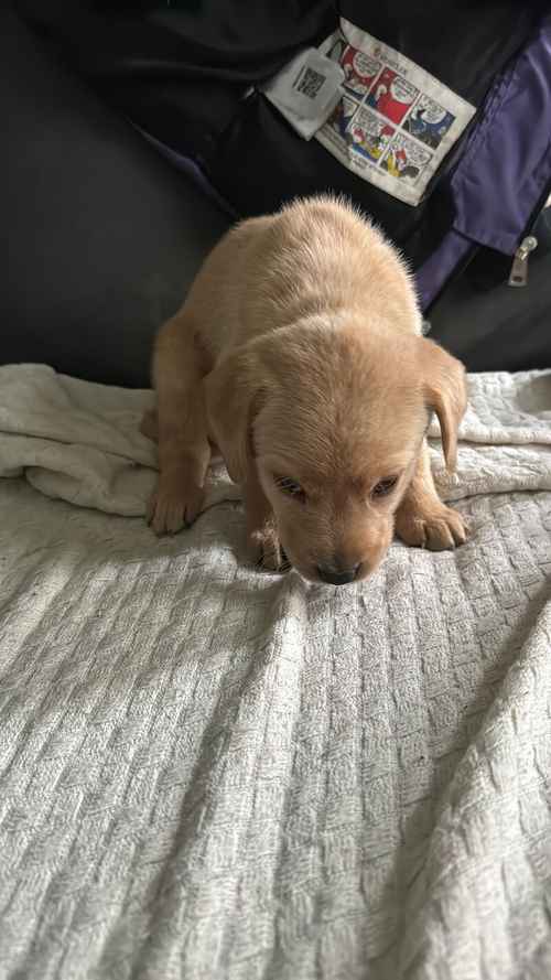 1 boy 1 girl yellow labrador for sale £500 for sale in Rochdale, Greater Manchester