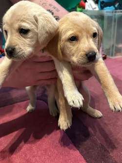 1 boy 1 girl yellow labrador for sale £500 for sale in Rochdale, Greater Manchester | Image 2