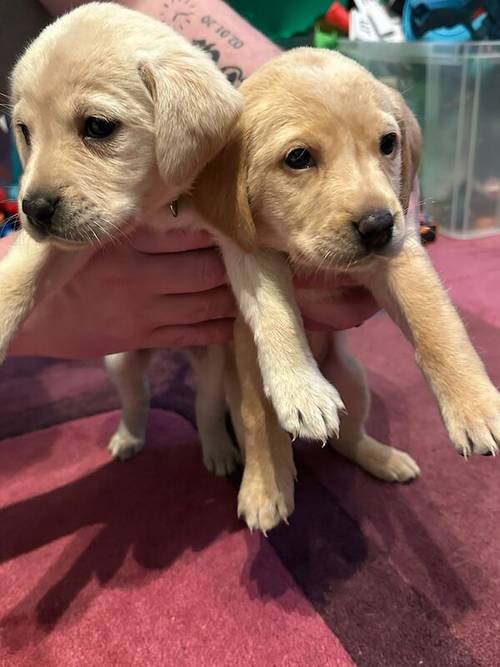 1 boy 1 girl yellow labrador for sale £500 for sale in Rochdale, Greater Manchester - Image 6