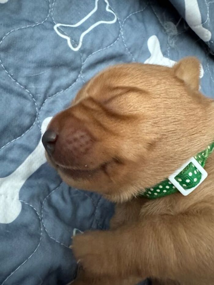 1 boy fox red pup available from Lucy and FTCh Arclebear Caribou 5* council breeder for sale in Letchworth, Hertfordshire