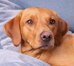 1 boy fox red pup available from Lucy and FTCh Arclebear Caribou 5* council breeder for sale in Letchworth, Hertfordshire | Image 3
