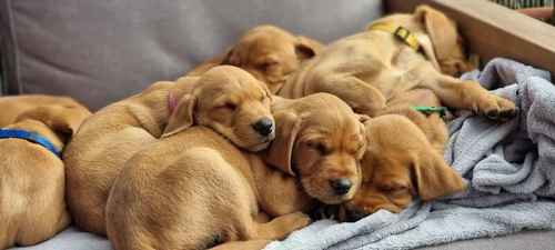 1 Fox Red Labrador Male Puppy for Sale in Old Bexley, Bexley, Greater London