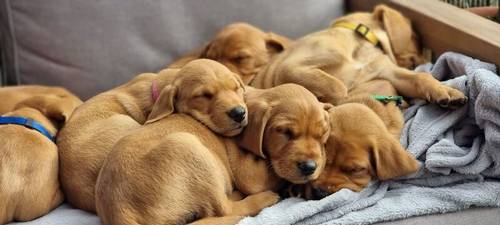 1 Fox Red Labrador Male Puppy for Sale in Old Bexley, Bexley, Greater London - Image 1