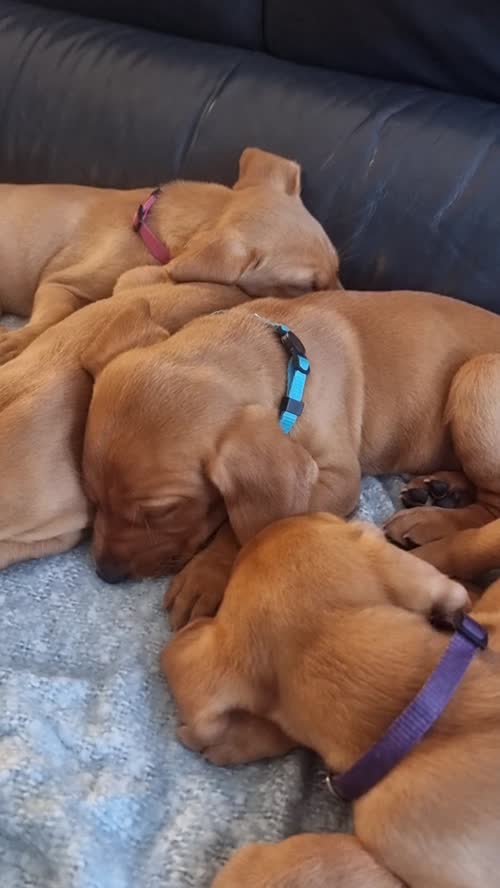 1 Fox Red Labrador Male Puppy for Sale £950.00 for sale in Old Bexley, Bexley, Greater London