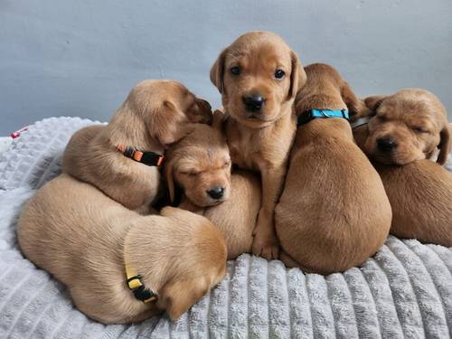 1 Fox Red Labrador Male Puppy for Sale in Old Bexley, Bexley, Greater London - Image 2