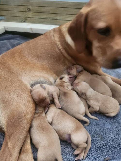 1 Fox Red Labrador Male Puppy for Sale in Old Bexley, Bexley, Greater London - Image 3