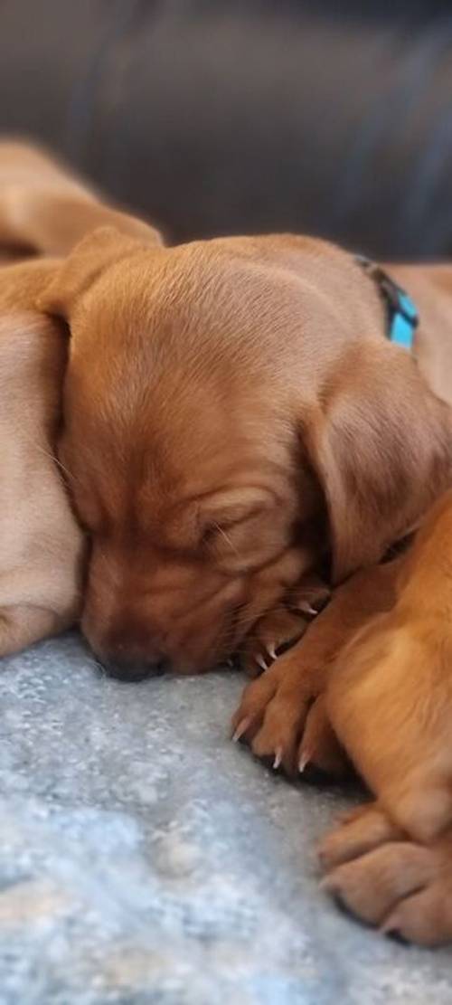 1 Fox Red Labrador Male Puppy for Sale in Old Bexley, Bexley, Greater London - Image 4