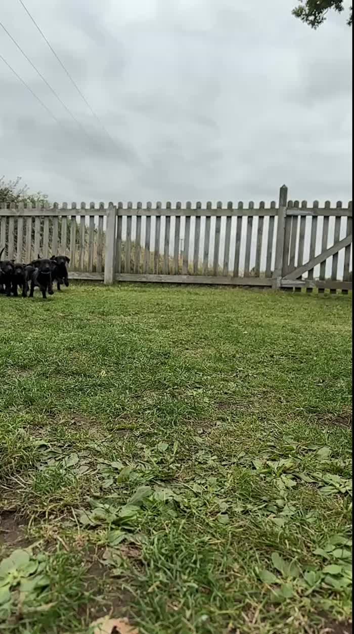 Labrador Retriever puppies for sale in Briston, Norfolk – KC registered, 8 weeks old