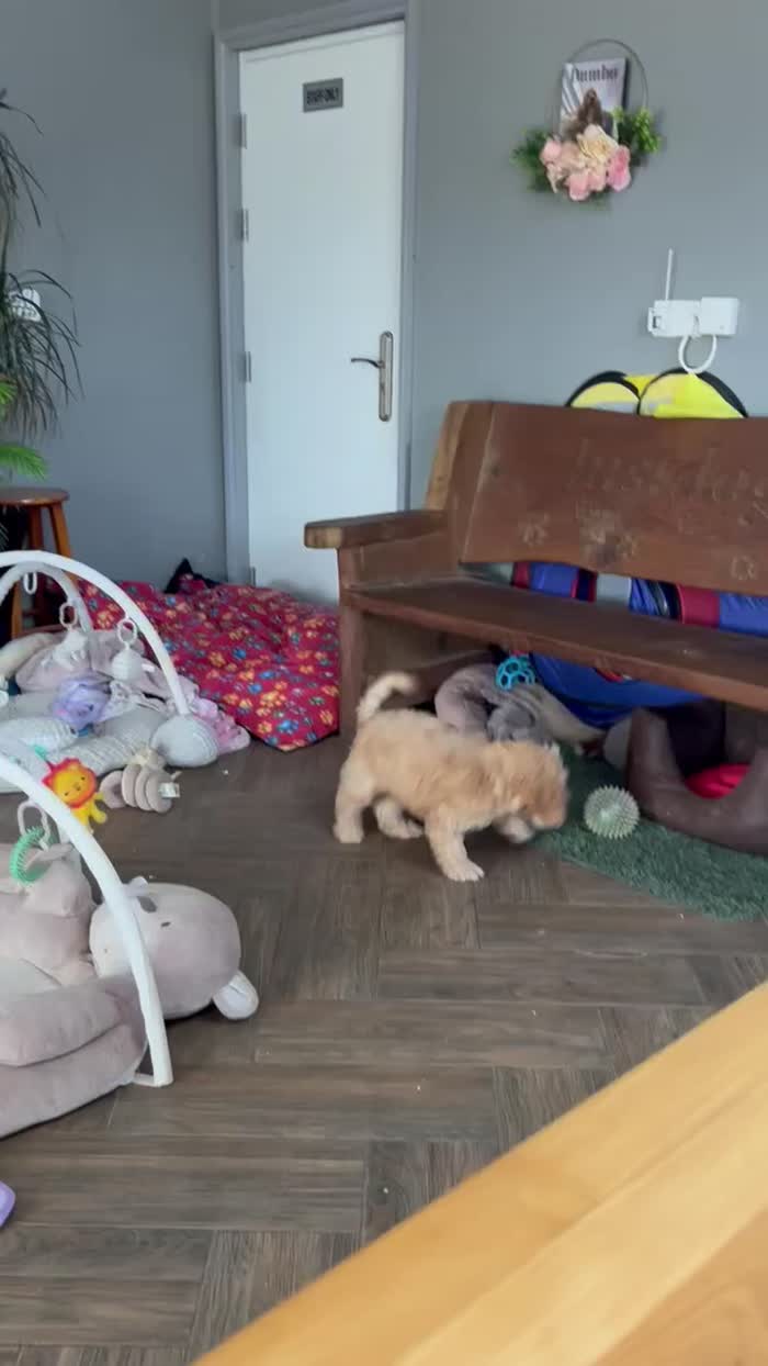 Cockapoo puppies for sale in Wisbech, Cambridgeshire – 3 months old