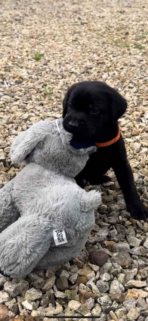 1 Gorgeous Black KC reg Lab Boy Left Available for sale in Annan, Dumfries and Galloway