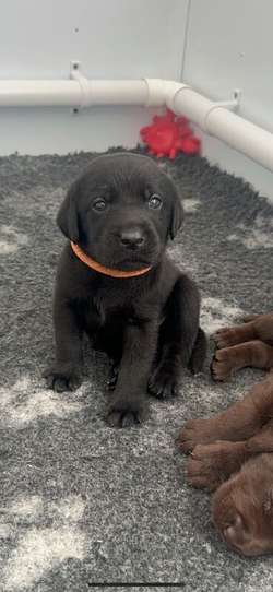 1 Gorgeous Black KC reg Lab Boy Left Available for sale in Annan, Dumfries and Galloway | Image 2