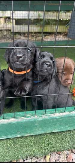 1 Gorgeous Black KC reg Lab Boy Left Available for sale in Annan, Dumfries and Galloway | Image 3