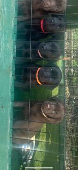1 Gorgeous Black KC reg Lab Boy Left Available for sale in Annan, Dumfries and Galloway | Image 4