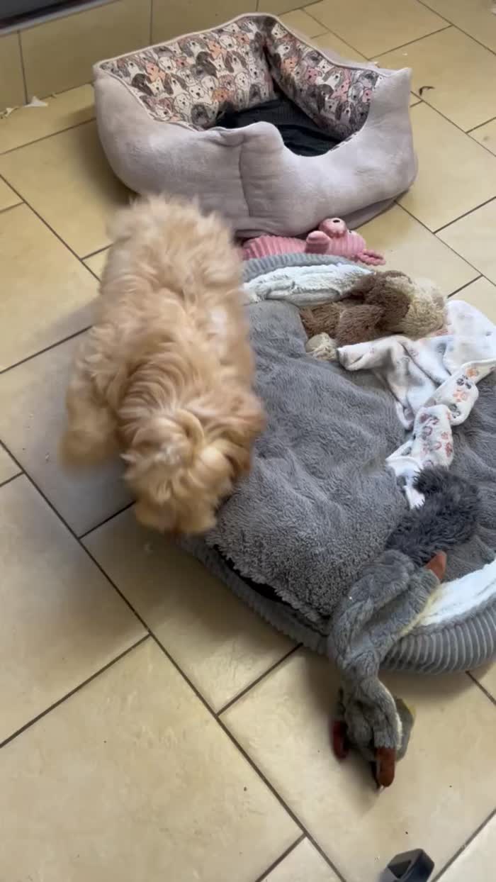 Cockapoo puppies for sale in Wisbech, Cambridgeshire – 4 months old