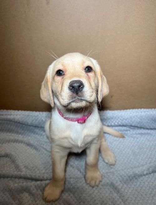 1 KC Reg Labrador Girl Puppy - Ready Now đž for sale in Greenwich, Greater London