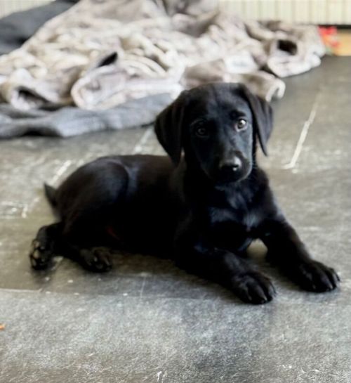 1 KC Reg Labrador puppy left. for sale in Horley, Surrey