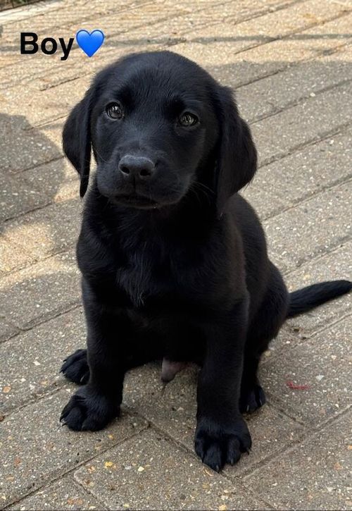 1 KC Reg Labrador puppy left. for sale in Horley, Surrey