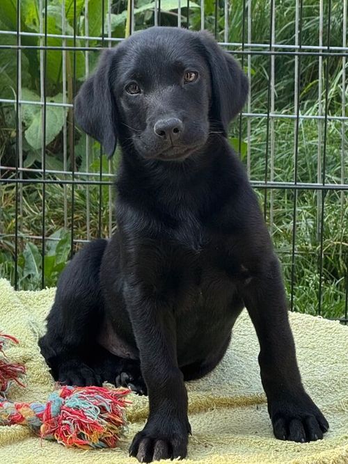1 KC Reg Labrador puppy left. for sale in Horley, Surrey