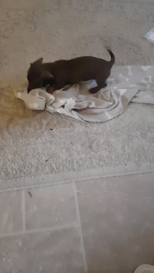 1 KC REGISTERED BOY DACHSHUND LEFT for sale in Dartford, Kent