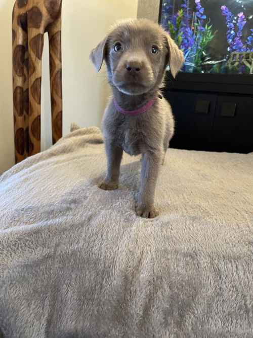 🐶1 KC SILVER FEMALE 🐶 for sale in Warrington, Cheshire