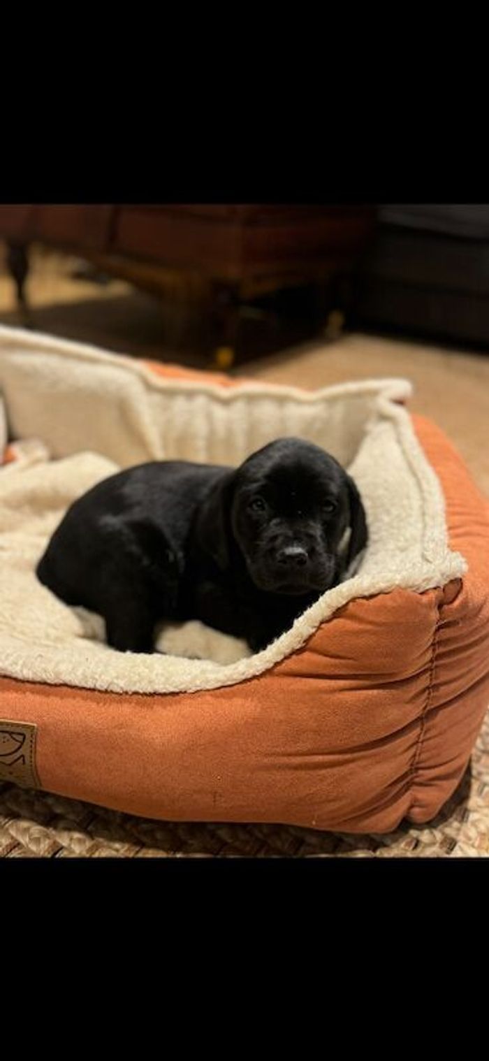 Labrador Retriever puppies for sale in Northamptonshire – KC registered, 11 weeks old