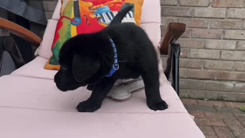 1 LEFT, KC, DNA Fully Tested, Stunning Black Puppies for sale in Thorrington, Essex