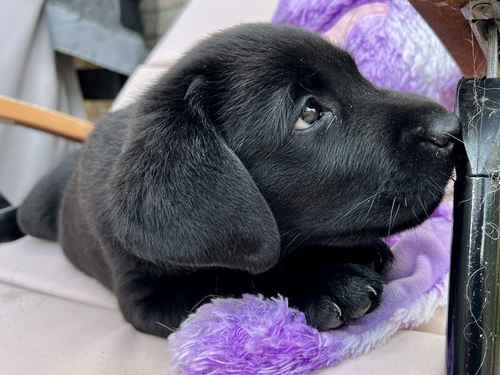 1 LEFT, KC, DNA Fully Tested, Stunning Black Puppies for sale in Thorrington, Essex