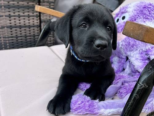 READY TO GO ! KC, DNA Fully Tested, Stunning Black Puppies for sale in Thorrington, Essex - Image 2