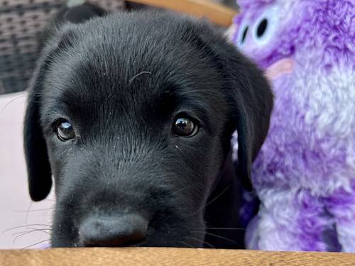 READY TO GO ! KC, DNA Fully Tested, Stunning Black Puppies for sale in Thorrington, Essex - Image 3