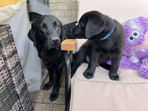 1 LEFT, KC, DNA Fully Tested, Stunning Black Puppies for sale in Thorrington, Essex - Image 4