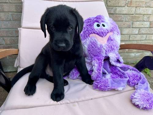 1 LEFT, KC, DNA Fully Tested, Stunning Black Puppies for sale in Thorrington, Essex - Image 5