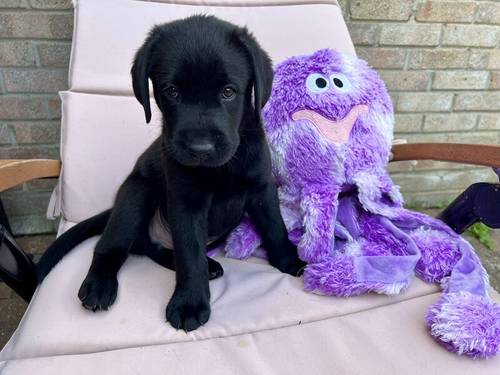 READY TO GO ! KC, DNA Fully Tested, Stunning Black Puppies for sale in Thorrington, Essex - Image 5