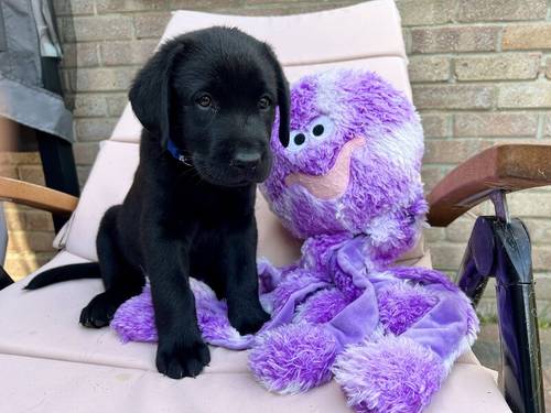 1 LEFT, KC, DNA Fully Tested, Stunning Black Puppies for sale in Thorrington, Essex - Image 6