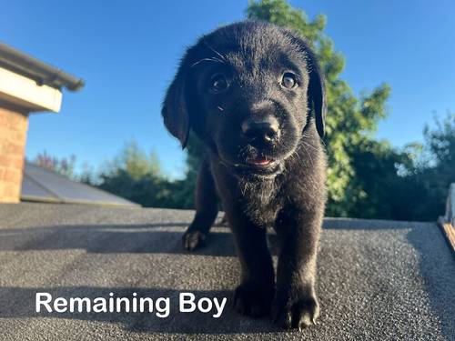 READY TO GO ! KC, DNA Fully Tested, Stunning Black Puppies for sale in Thorrington, Essex - Image 7