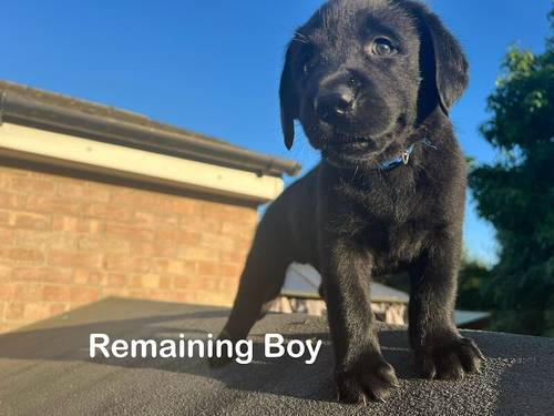 READY TO GO ! KC, DNA Fully Tested, Stunning Black Puppies for sale in Thorrington, Essex - Image 8