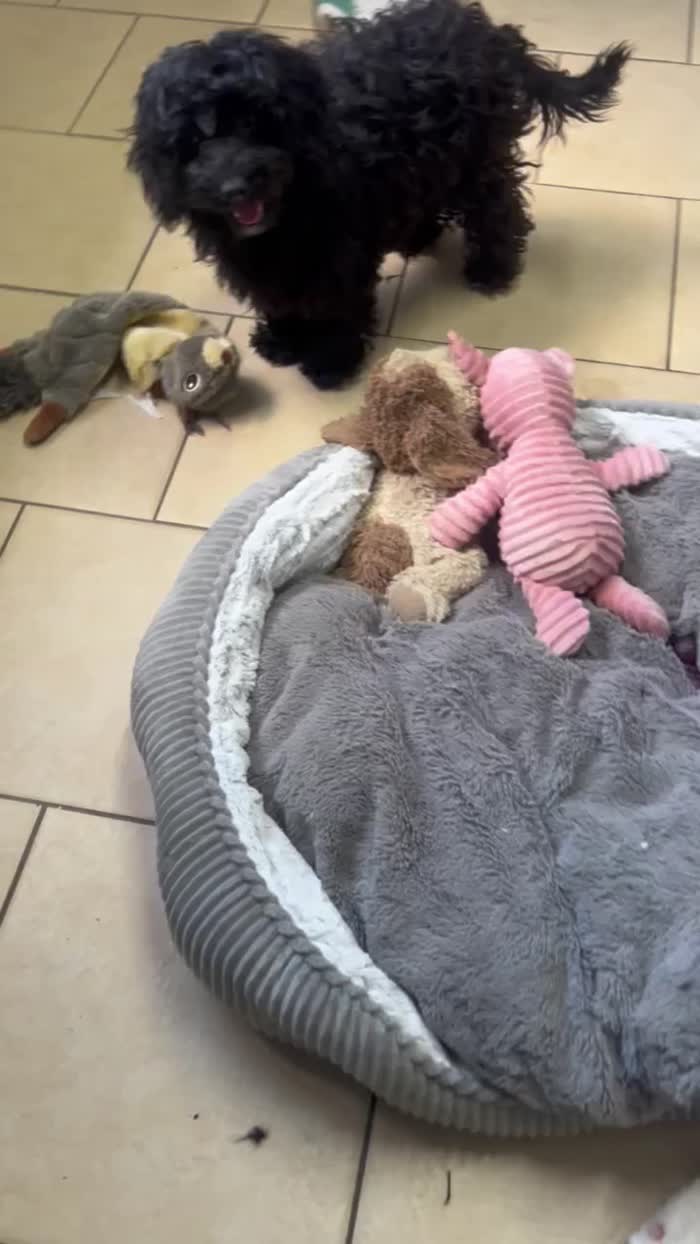 Cockapoo puppies for sale in Wisbech, Cambridgeshire – 5 months old