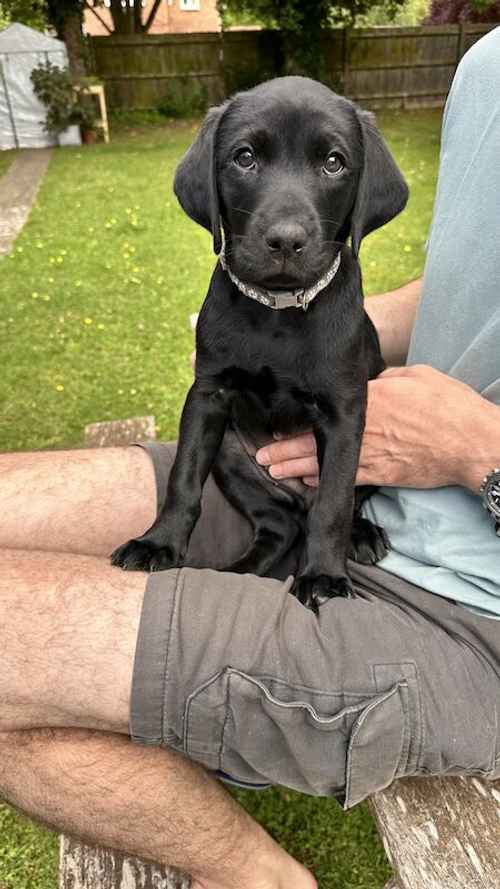 1 Male KC Registered Black Labrador Puppy for sale in Wallingford, Oxfordshire