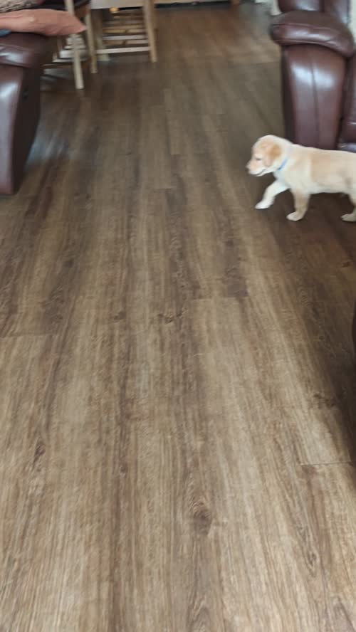 1 male puppy available 5 stars assured KC reg full health test for sale in Wisbech, Cambridgeshire