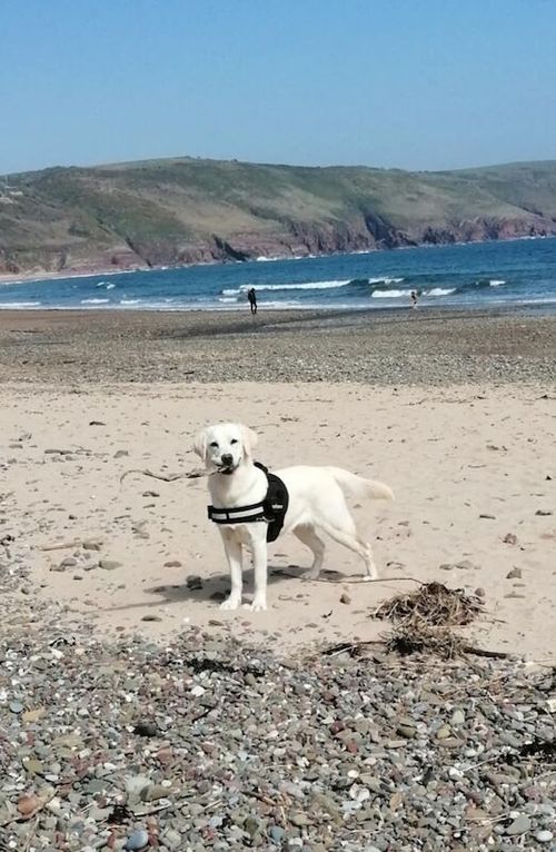 1 year old female lab for sale in Pembroke / Penfro, Dyfed