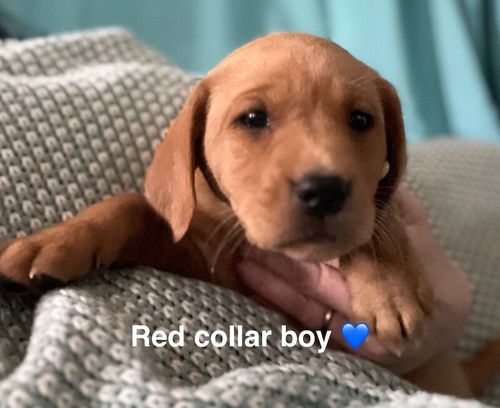10 Beautiful KC Fox Red Labrador Puppies for sale in Brecon / Aberhonddu, Powys