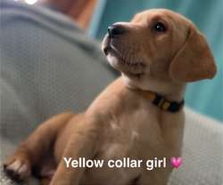 KC Fox Red Labrador FT Ch bloodlines. for sale in Brecon / Aberhonddu, Powys | Image 2