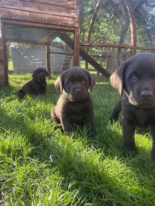 10 Gorgeous KC Chocolate Labrador Puppies for sale in Rugeley, Staffordshire
