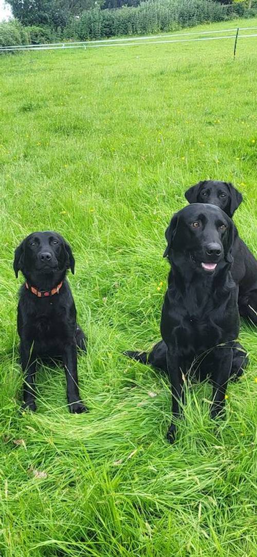 10 month old kc lab for sale in Llanymynech, Powys - Image 2