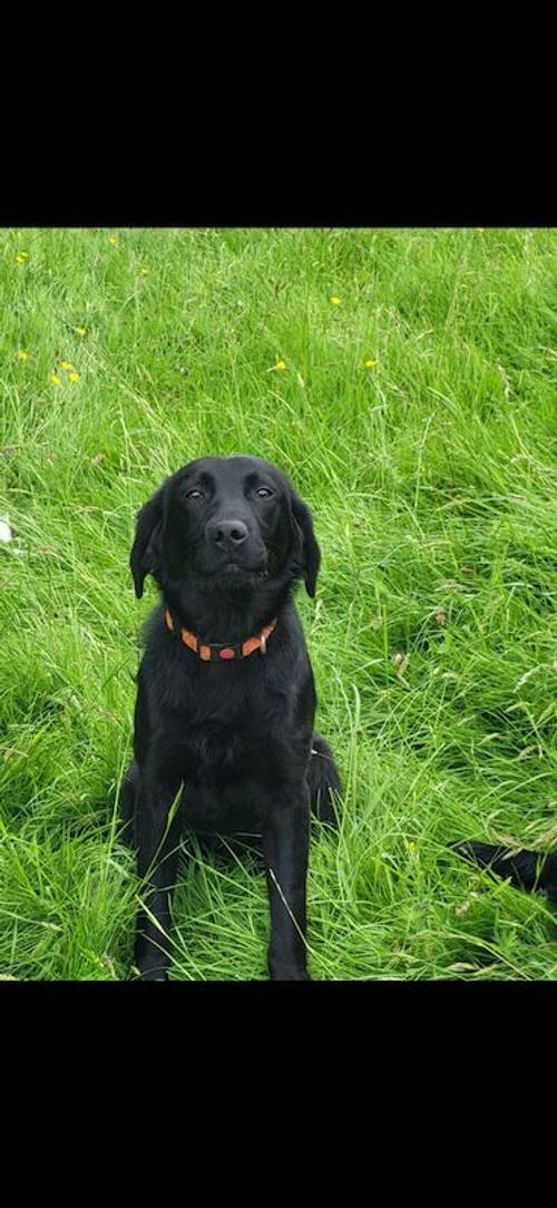 10 month old kc lab for sale in Llanymynech, Powys - Image 3