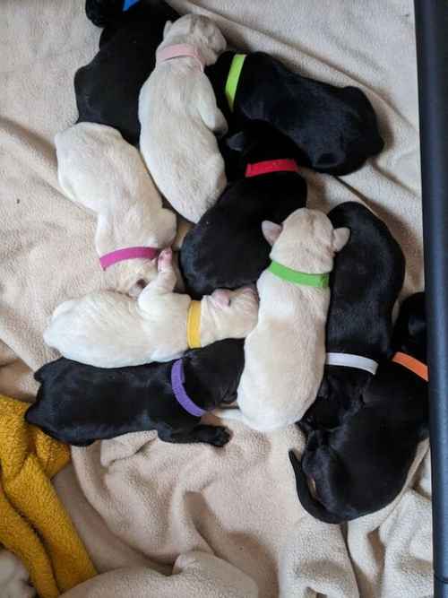 10 Sound and Bonny KC registered Labrador Puppies , ready 4th November 2024 for sale in Pickering North Yorkshire