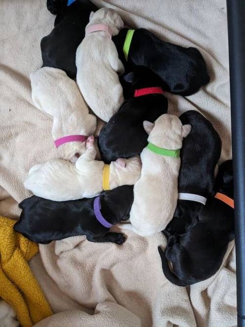 10 Sound and Bonny KC registered Labrador Puppies , ready 4th November 2024 for sale in Pickering North Yorkshire - Image 1