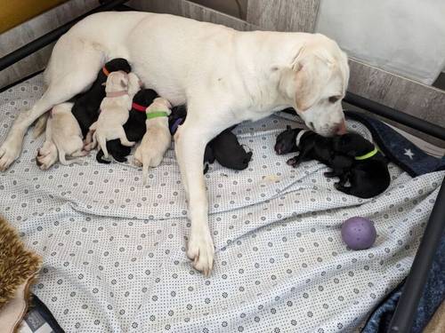 10 Sound and Bonny KC registered Labrador Puppies , ready 4th November 2024 for sale in Pickering North Yorkshire - Image 2